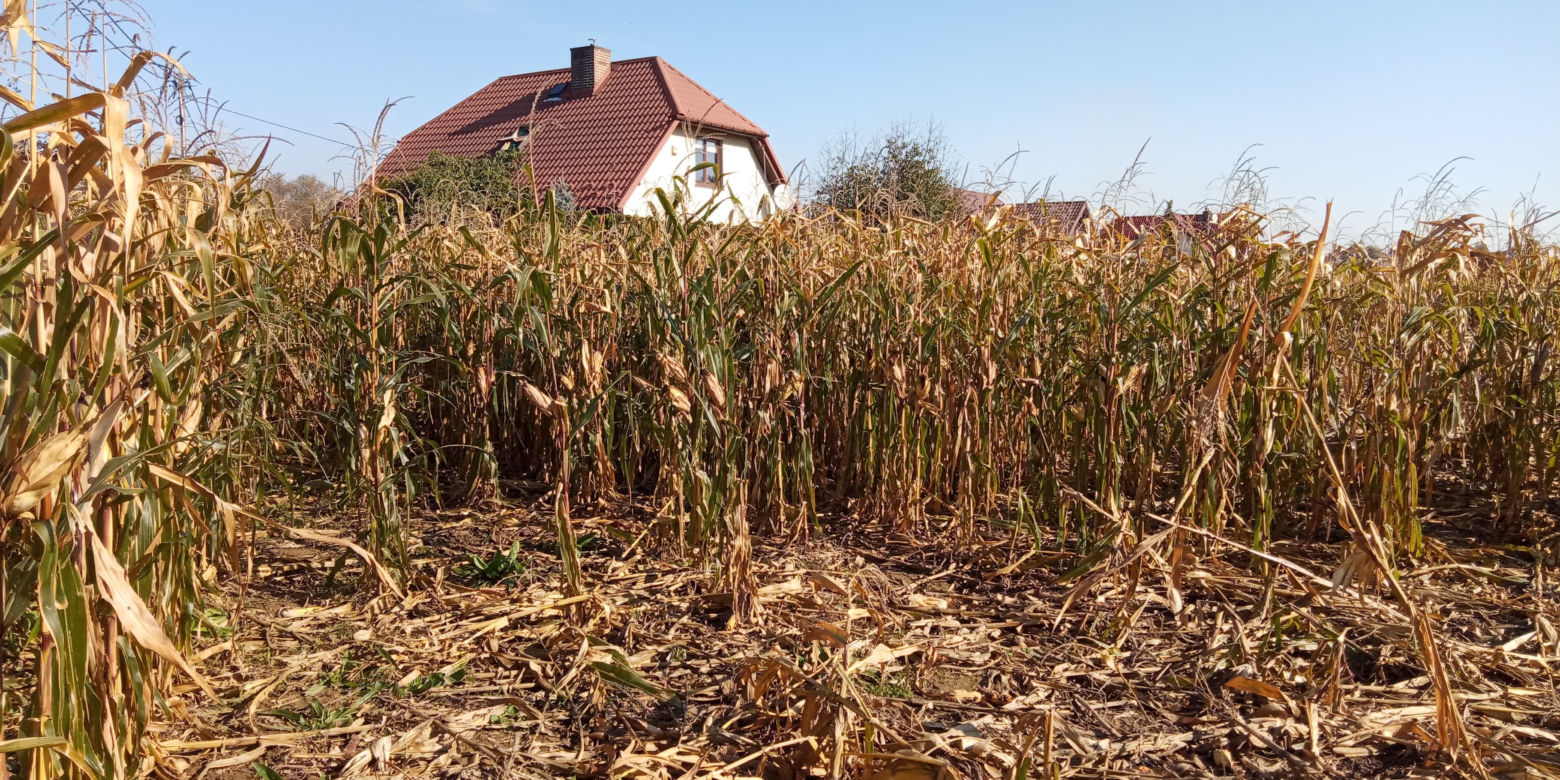 Dziki sieją spustoszenie w krakowskich Czyżynach