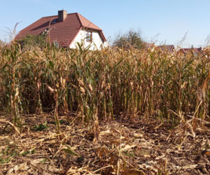 Dziki sieją spustoszenie w krakowskich Czyżynach