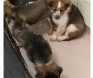 Miały zamarznąĆ są do adopcji