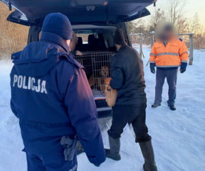 Metalowy łańcuch wrósł w szyję Reksia. Trzy kundelki z odmrożeniami