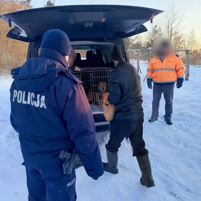 Metalowy łańcuch wrósł w szyję Reksia. Trzy kundelki z odmrożeniami