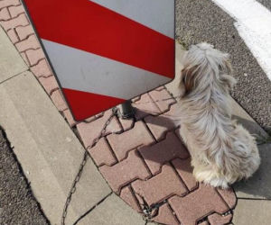 Przywiązał psa łańcuchem do znaku na trasie Kraków-Olkusz
