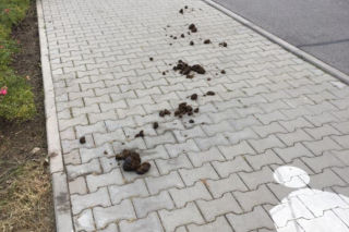 Warszawa: DRAMAT MIESZKAŃCÓW. Chodniki toną w fekaliach na Ursynowie!