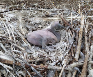 Oto nowi mieszkańcy ZOO w Poznaniu