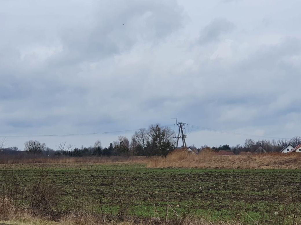 „Po Wrocławiu biega niedźwiadek”. To zgłoszenie postawiło służby na równe nogi 