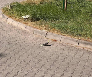 Osiedle w Katowicach ściga papużkę, ale ta się nie daje!