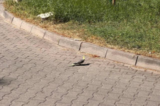Osiedle w Katowicach ściga papużkę, ale ta się nie daje!