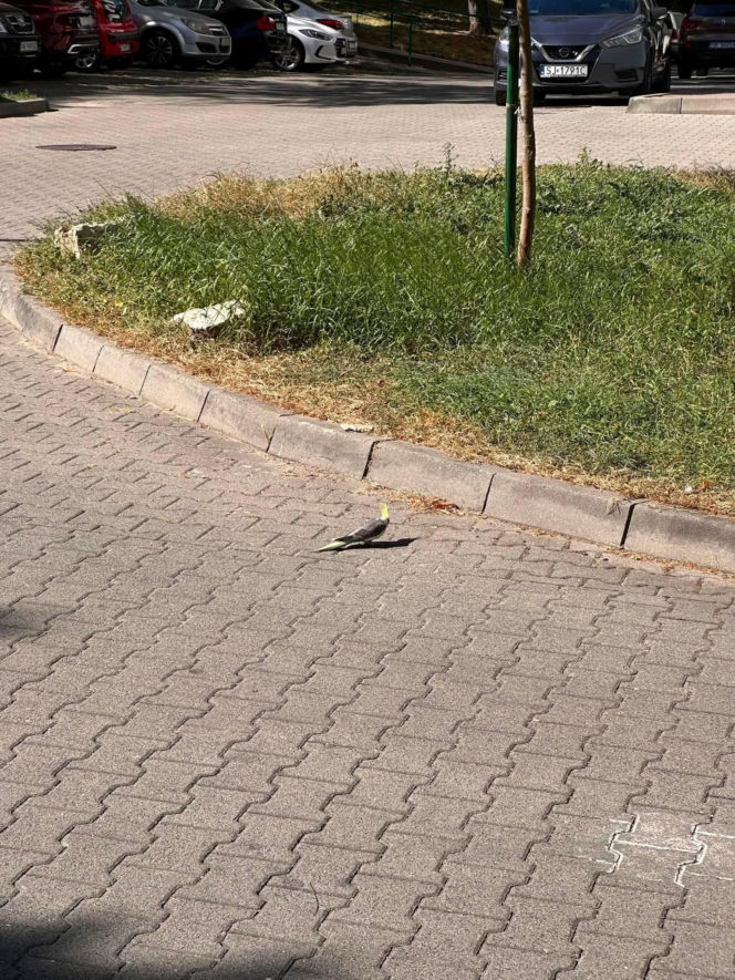 Osiedle w Katowicach ściga papużkę, ale ta się nie daje!