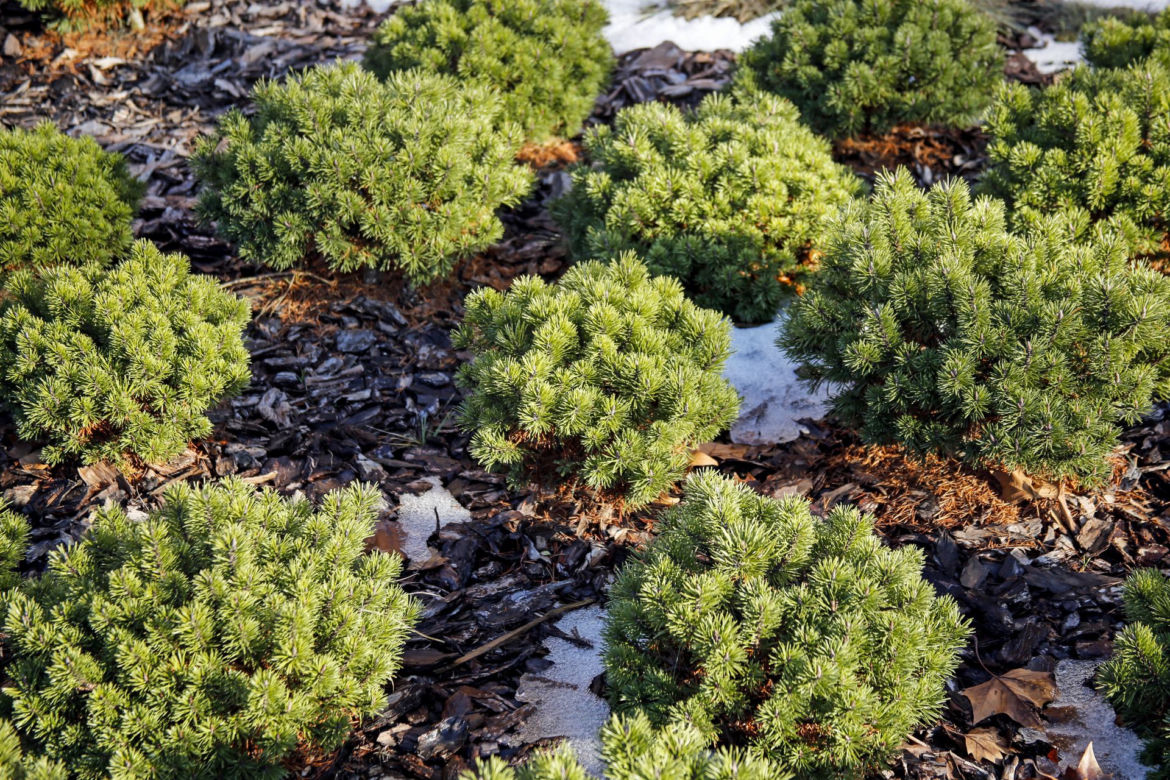 Kosodrzewina