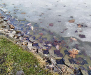 Martwe ryby w stawie na terenie Parku Aleksandria w Siedlcach