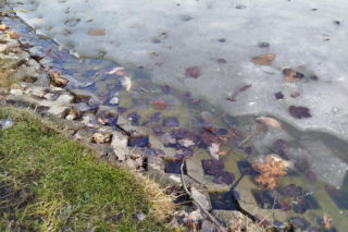 Martwe ryby w stawie na terenie Parku Aleksandria w Siedlcach