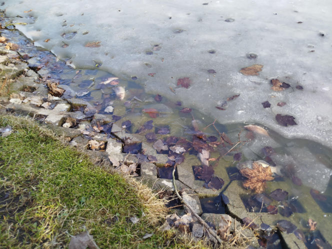 Martwe ryby w stawie na terenie Parku Aleksandria w Siedlcach