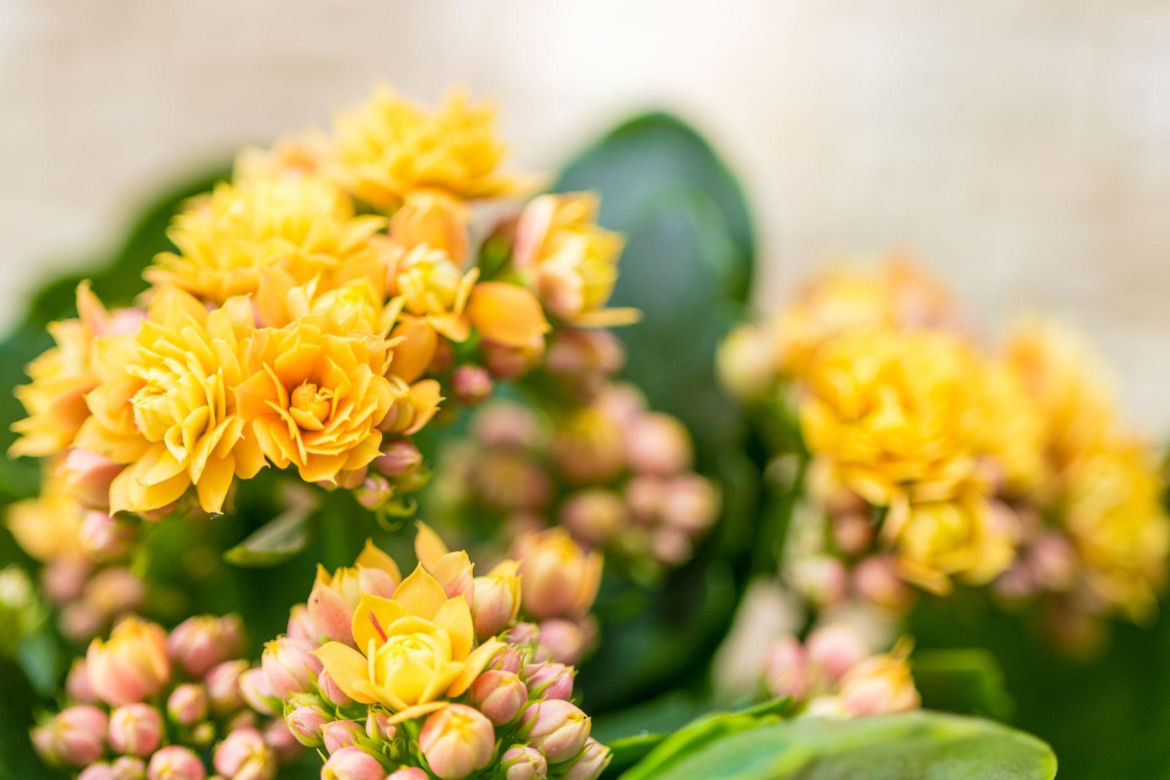 Kalanchoe Blossfelda