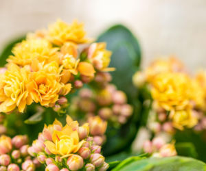 Kalanchoe Blossfelda