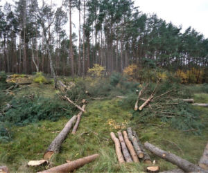 Ruszają prace przy budowie tulelu pod Świną