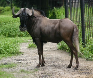 Tak wyglądają zwierzęta mieszkające w śląskim ZOO