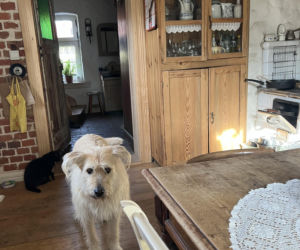 Metamorfoza Domu pod królikiem