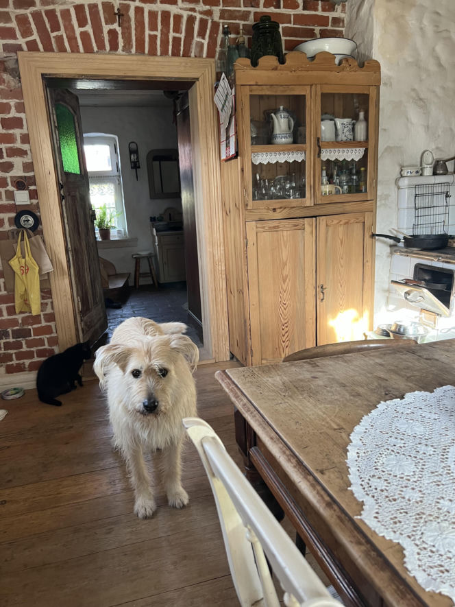 Metamorfoza Domu pod królikiem