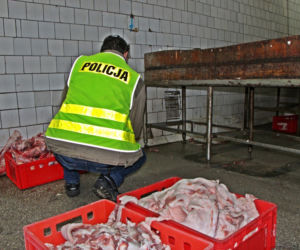 Nielegalna ubojnia w Koronowie