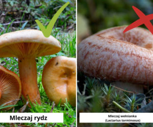 Mleczaj rydz a mleczaj wełniaka