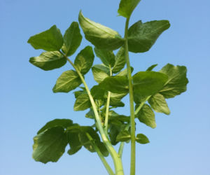 Nie awokado ani jarmuż. Naukowcy wskazali najzdrowsze warzywo no świecie. Polacy wciąż rzadko po nie sięgają