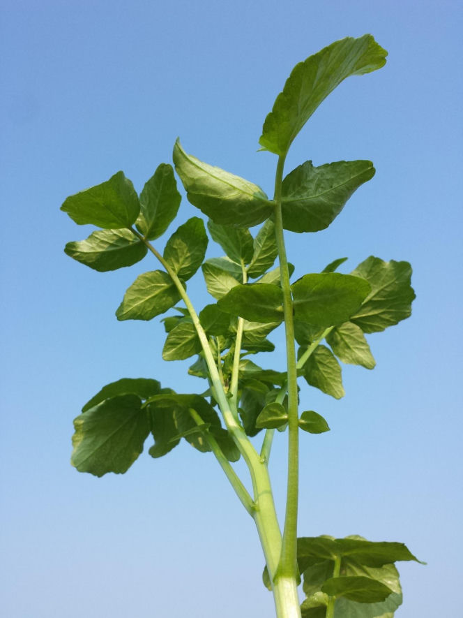 Nie awokado ani jarmuż. Naukowcy wskazali najzdrowsze warzywo no świecie. Polacy wciąż rzadko po nie sięgają