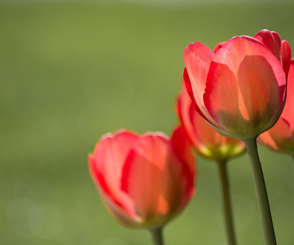 TULIPS