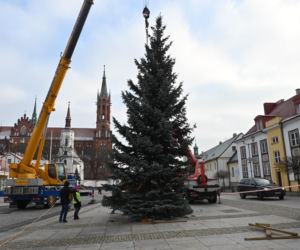 Choinka stanęła pod ratuszem. Niedługo rozbłysną tu świąteczne iluminacje [ZDJĘCIA]