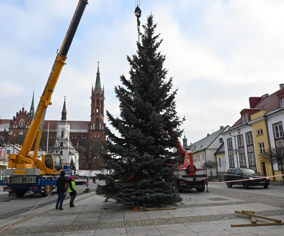 Choinka stanęła pod ratuszem. Niedługo rozbłysną tu świąteczne iluminacje [ZDJĘCIA]