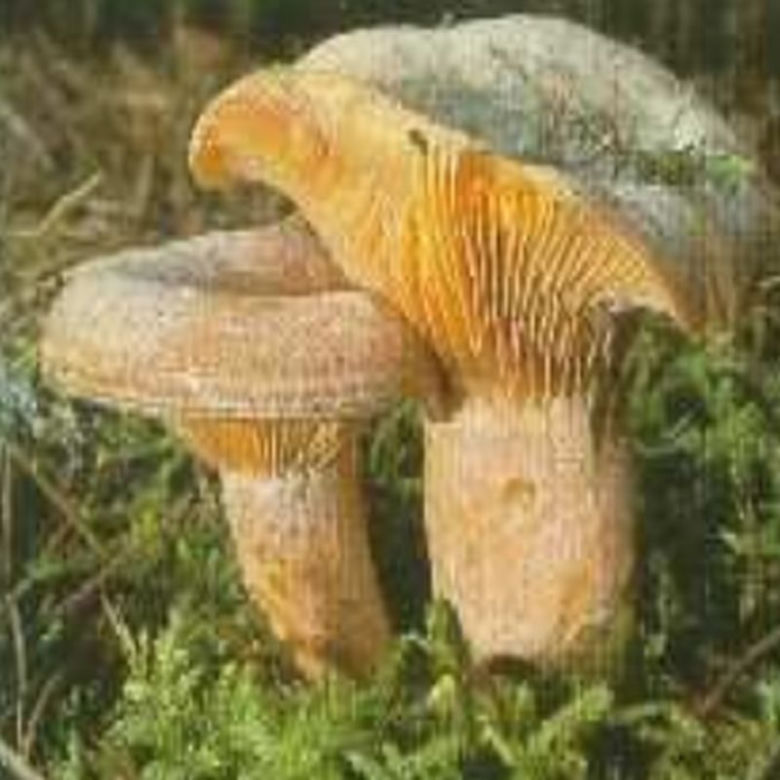 Grzyby jadalne