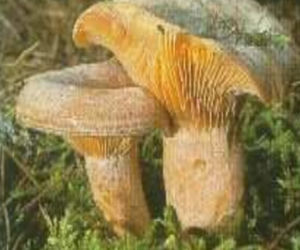 Grzyby jadalne