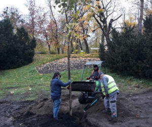 W Toruniu pojawiły się nowe drzewa i krzewy. Nasadzenia w rejonie placu Rapackiego
