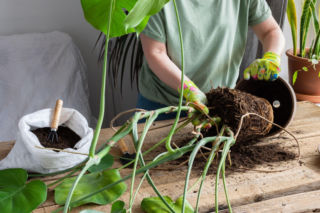 Jak przesadzić monsterę? Praktyczny przewodnik krok po kroku