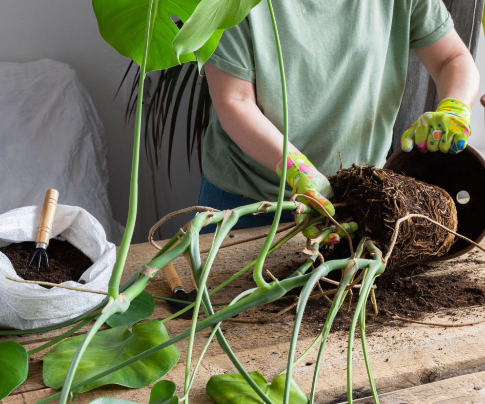Jak przesadzić monsterę? Praktyczny przewodnik krok po kroku