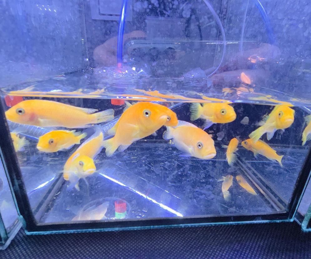 Egzotyczny świat zawitał do Bydgoszczy! Pająki i węże były na wyciągnięcie ręki