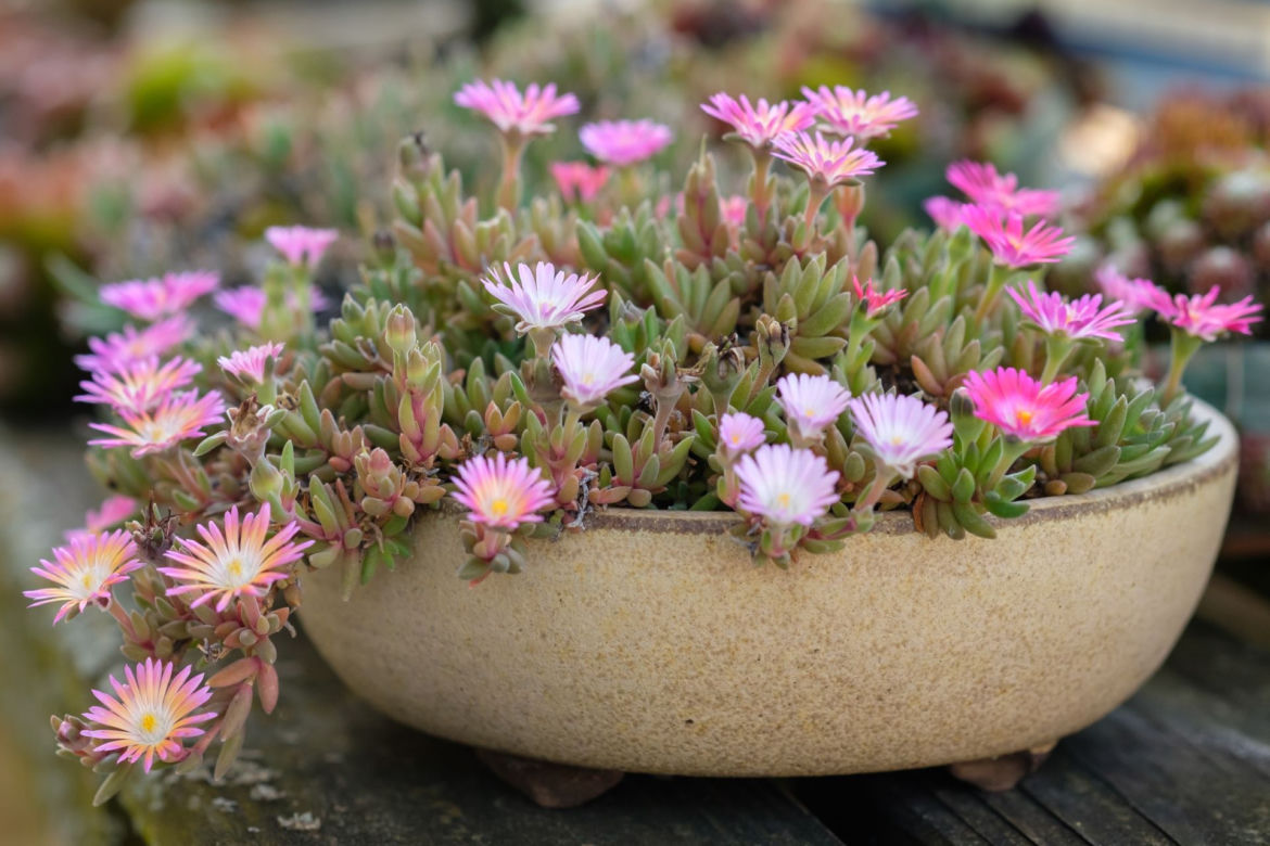 Delosperma