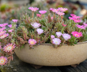Delosperma
