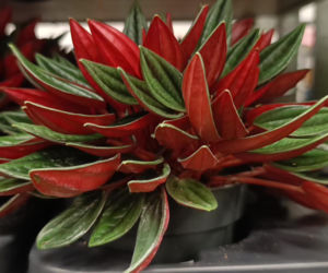 Festiwal Roślin w Enea Arenie