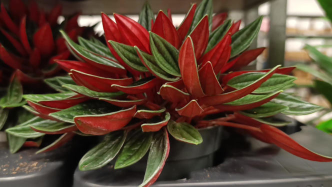 Festiwal Roślin w Enea Arenie