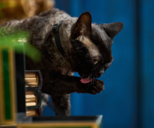 The Traitors. Zdrajcy sezon 3 odcinek 8