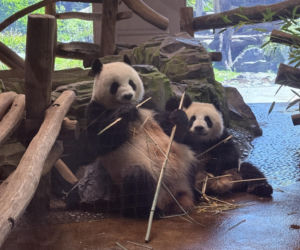 Pandy ZOO Berlin