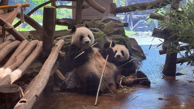 Pandy ZOO Berlin