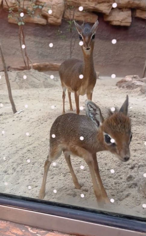 Najmniejsza antylopa świata urodziła się w zoo we Wrocławiu. Od razu skradła serca!