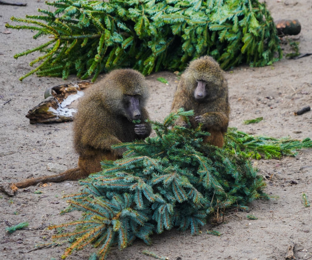 Pawiany z wrocławskiego zoo... rozmawiają przez telefon! Ty też możesz do nich zadzwonić [FILM]