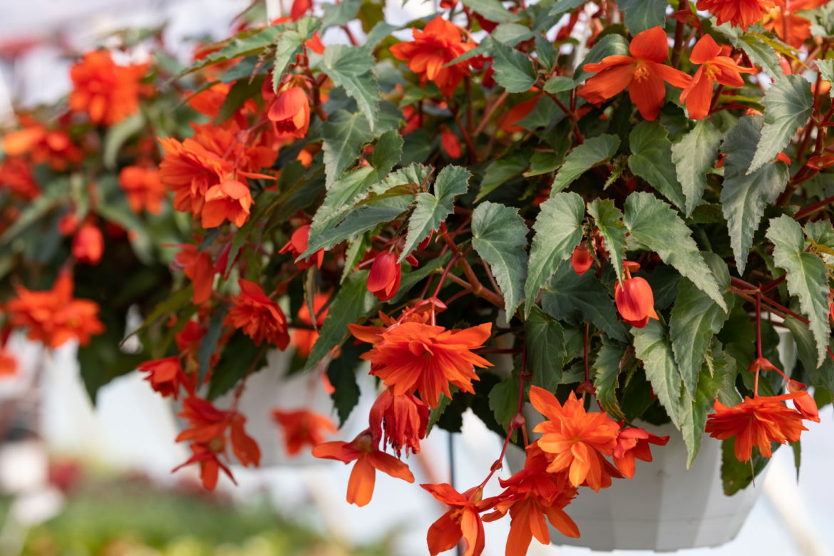Begonia zwisająca