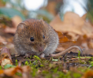 Nornice niszczą ogród? Te metody działają najszybciej