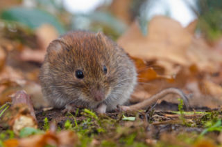 Masz nornice w ogrodzie? Znikną szybciej, niż myślisz. Te sposoby działają od razu