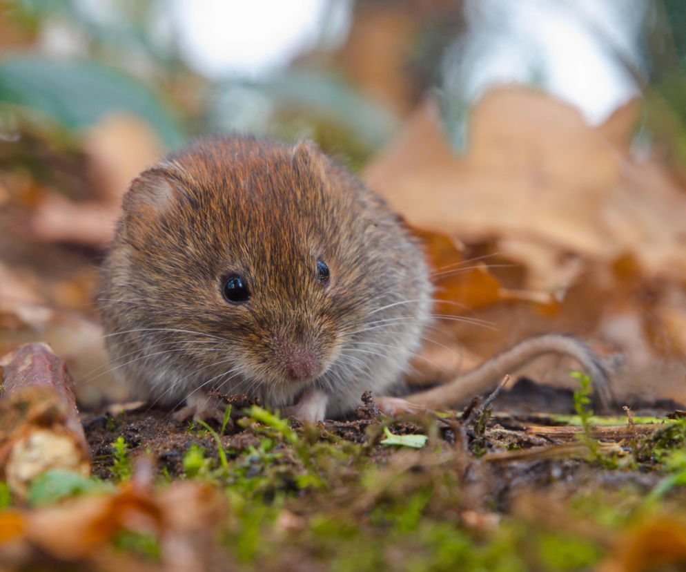 Nornice niszczą ogród? Te metody działają najszybciej