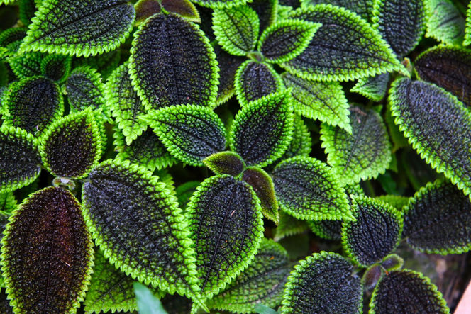 Pilea involucrata. Kwiat przyjaźni, który pięknie wygląda w każdym wnętrzu