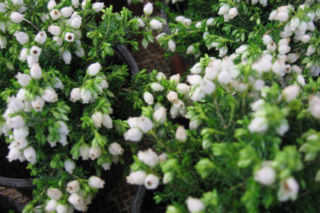 Wrzosiec popielaty 'Marina' = Wrzosiec szary 'Marina' - Erica cinerea 'Marina'